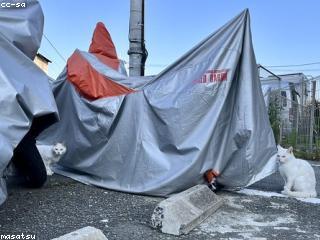 Alyssa McCumber Staff Picture